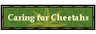 Caring for Cheetahs