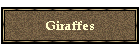 Giraffes