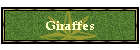 Giraffes