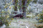 Abdim's Stork in Etosha, Namibia