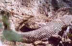 Puff adder (?) at Mokuto Reptile Park, near Etosha, Namibia