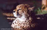 A cub with an attitude