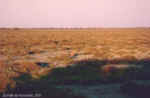 Bat-eared fox at sunrise in Etosha, Namibia