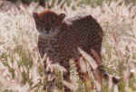 Field with cheetah