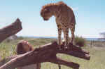 Chewbaaka and me - Click to enlarge