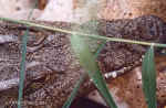 Nile croc's face at Mokuto Reptile Park near Etosha, Namibia