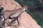 One of the ten cubs during a ball game