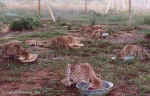 Seven of the ten cubs