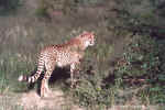 Beautiful cub