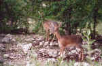 Dik dik couple in Etosha, Namibia