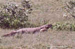 Water monitor lizard in Etosha, Namibia