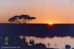 Sun rising near Wolfses, Etosha, Namibia