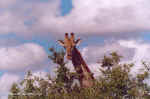 Curious giraffe in Etosha, Namibia