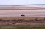 Lone wildebeest at the Etosha Pan, Namibia