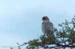 Pale-chanting goshawk in Etosha, Namibia