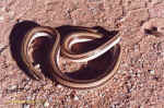 Grass snake found at CCF - Namibia (it was run over by a truck)
