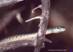 Green tree snake at Mokuto Repitle Park near Etosha, Namibia