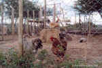 A puppy getting used to farm animals - Click to enlarge