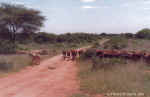 An Anatolian Sheepdog herding sheep - Click to enlarge