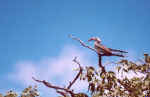 Redbilled hornbill in Etosha, Namibia