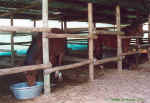 The horse barn - Click to enlarge