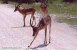 Springbok dance? - Etosha, Namibia