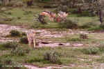 Jackals at a kiill - Etosha, Namibia