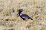 White-quilled Koraan in Etosha, Namibia