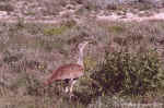 Kori Bustard in Etosha, Namibia