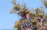 Lilac-breasted Roller - Etosha, Namibia