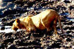 Thirsty lion - Chobe, Botswana