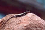 Just a lizard at CCF, Namibia