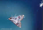 Moth with bug at CCF, Namibia