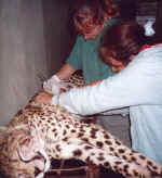Extracting organs for a necropsy - Click to enlarge