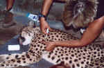 Sleeping beauty - The only way to medicate that paw! - Click to enlarge