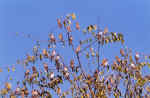 Red-billed qualeas in our Gomoti Camp, Botswana