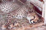 A sleepy patient - Click to enlarge