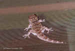 Our resident gecko at CCF, Namibia