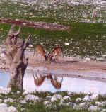 Springbok butting heads in Etosha, Namibia
