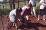 Trying to vaccinate a sheep - Click to enlarge