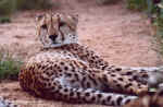 One of the Three Boys