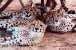 Three of the ten cubs