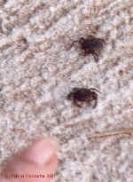 Ugly ticks at CCF, Namibia