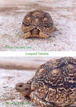 Leopard tortoise - Click to enlarge