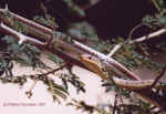 Grass (or whip) snake at Mokuto Repitle Park near Etosha, Namibia