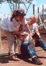 Vaccinating one of over 200 goats - Click to enlarge