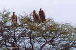 Whiteheaded vultures in Etosha, Namibia
