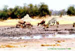 Just a waterhole - Gomoti Camp, Botswana