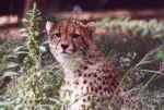 Wild Cub close up