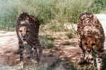 Wild Cubs (mom was at the clinic with an injured paw)